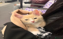 American Shorthair cats for sale: Cute kitten for sale - Image 1