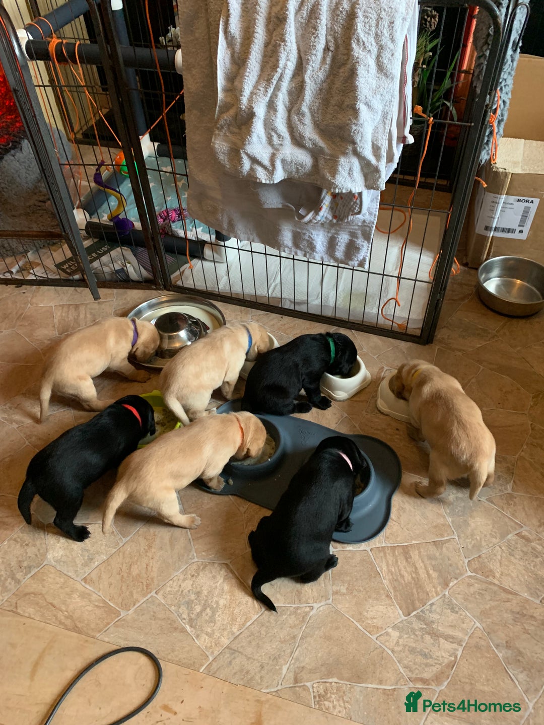 Labrador Retriever dogs for sale: Gorgeous KC reg labrador pups from champion line - Advert 6