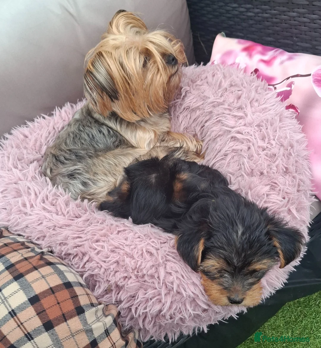 Yorkshire Terrier dogs for sale: Beautiful Girl Yorkshire Terrier - Advert 5