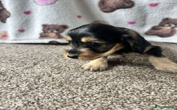 Dachshund dogs for sale: 🐾 Beautiful wired haired Dachshund Puppies - Image 14