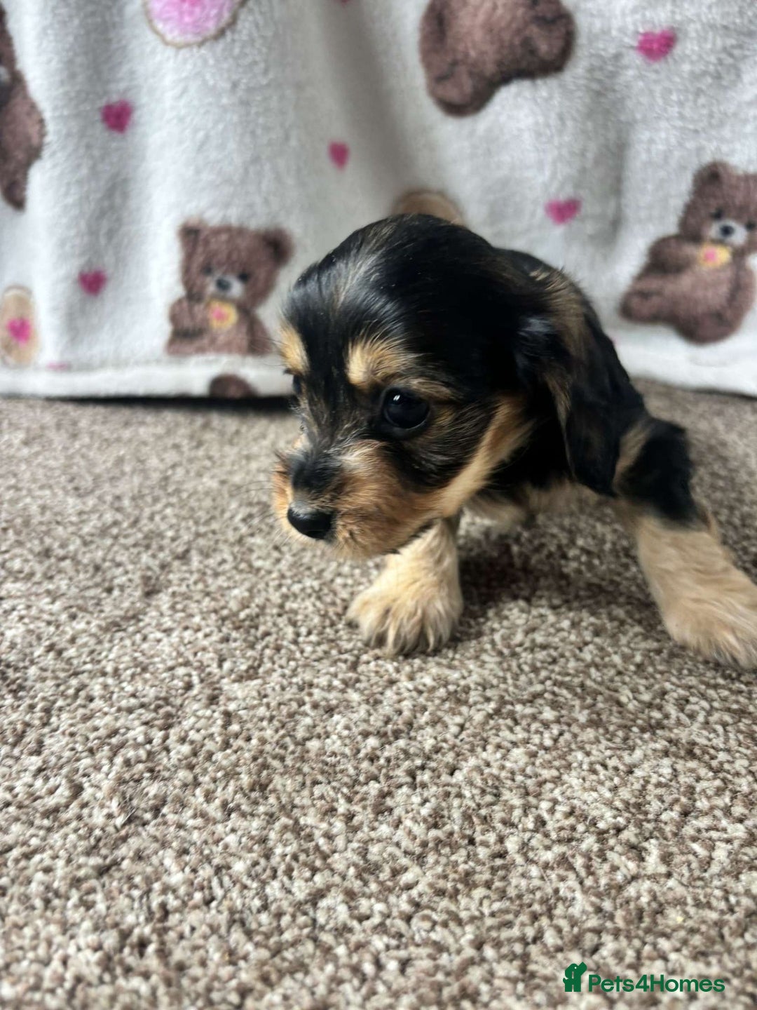 Dachshund dogs for sale: 🐾 Beautiful wired haired Dachshund Puppies - Image 14