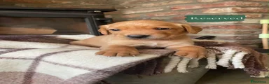 Cockerdor 3