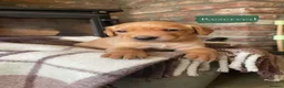 Cockerdor dogs for sale: Gorgeous cockerdor puppies  in Bridlington - Advert 6
