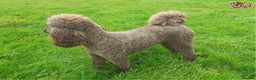 Standard Poodle dogs for stud: Beautiful Moyen Poodle Stud in Warwick - Advert 2
