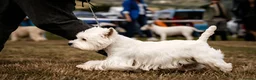 West Highland Terrier dogs for sale: 1 quality kc boy puppy  - Advert 7