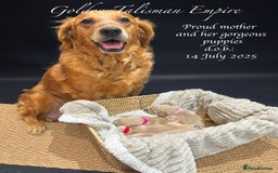 Golden Retriever dogs for sale: KC/FCI Well-Bred, Health CERTIFICATED,DAD CHAMPION - Image 1
