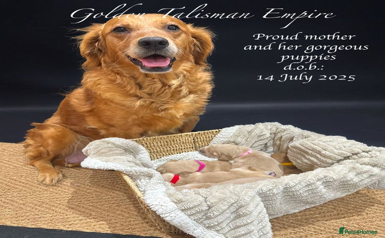 Golden Retriever dogs - Advert 3