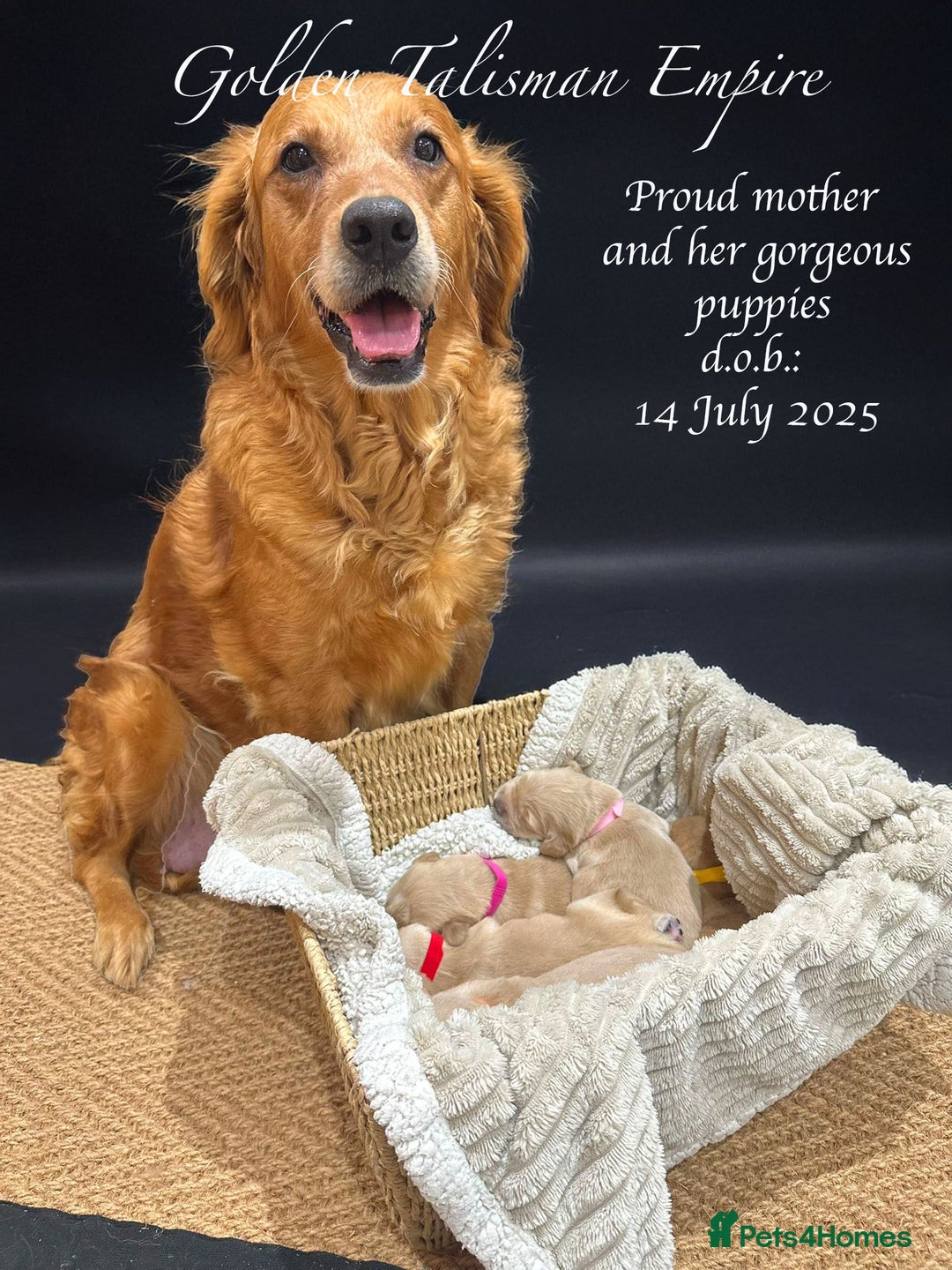 Golden Retriever dogs for sale: KC/FCI Well-Bred, Health CERTIFICATED,DAD CHAMPION - Image 1