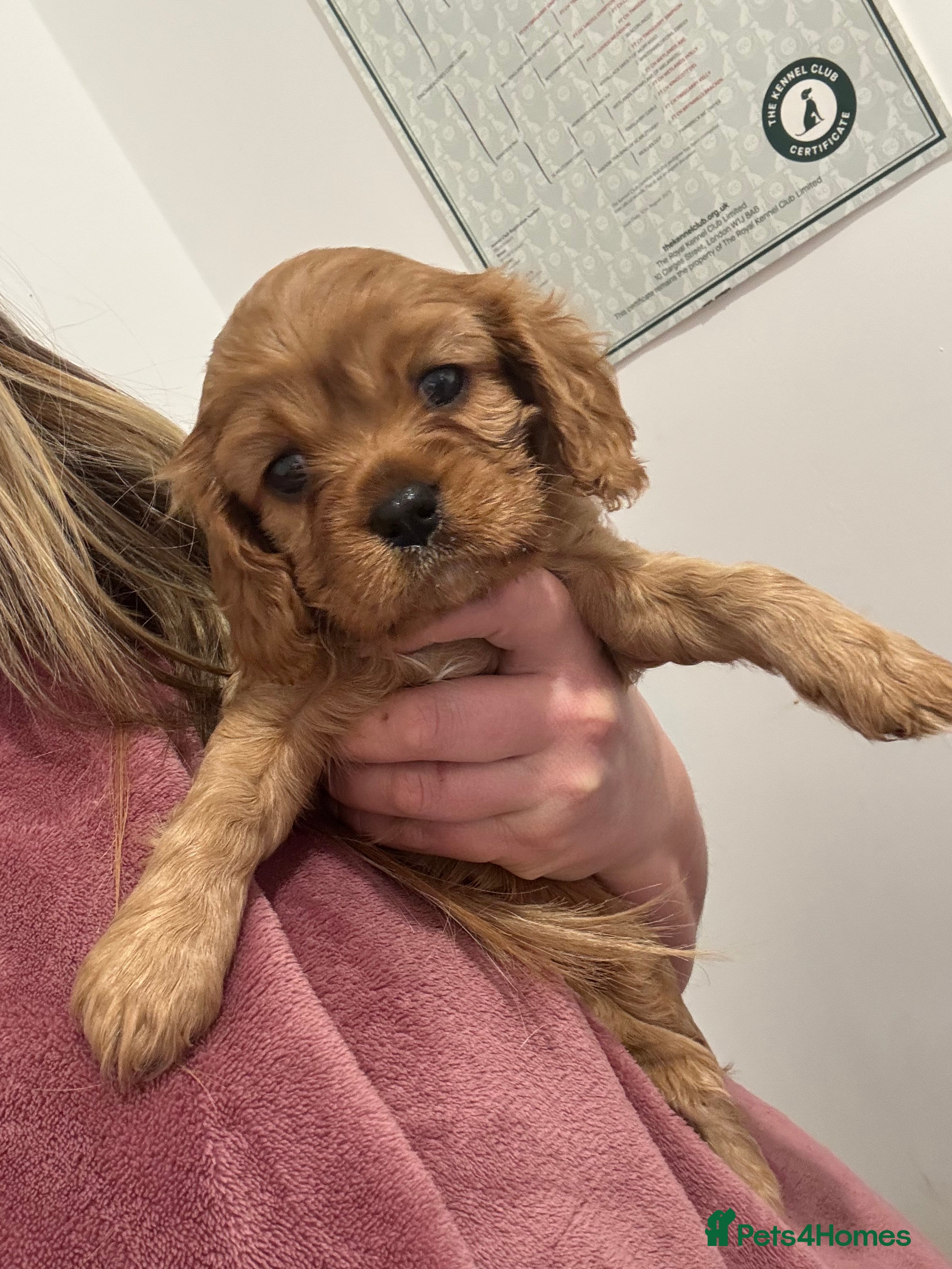 Cavalier King Charles Spaniel dogs Male King Charles Cavalier Puppies 🩵💙 - Advert 11