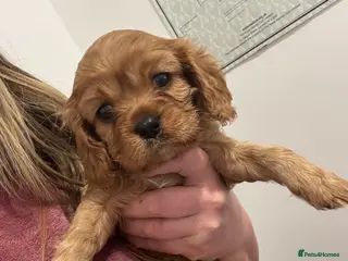 Cavalier King Charles Spaniel dogs Male King Charles Cavalier Puppies 🩵💙 - Advert 11