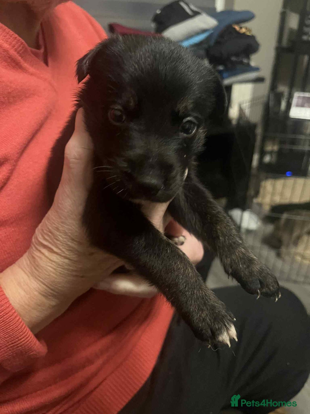 Mixed Breed dogs for sale:  German shepherd x staffy x Rottweiler  - Advert 8