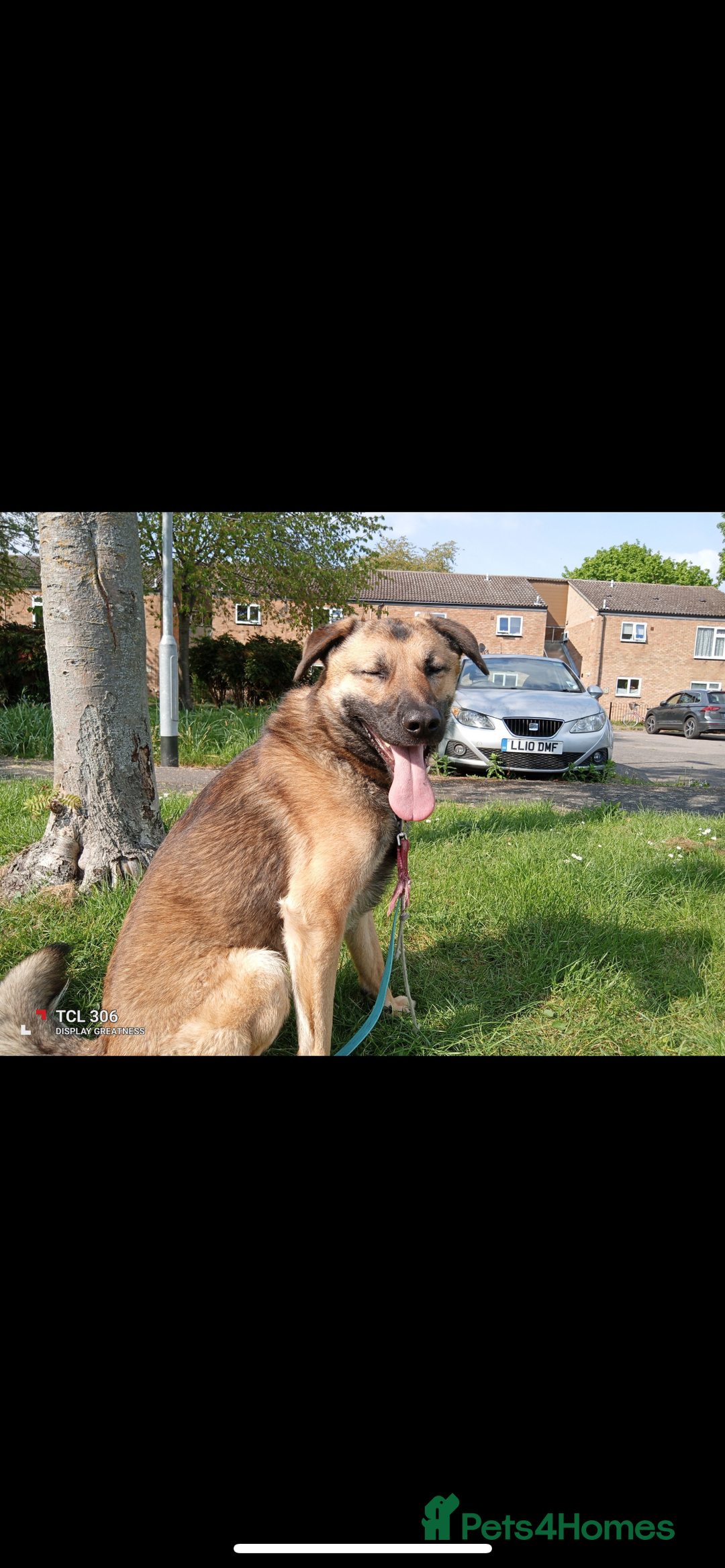 Australian Shepherd dogs for sale: Male Australian Shepherd  - Advert 5