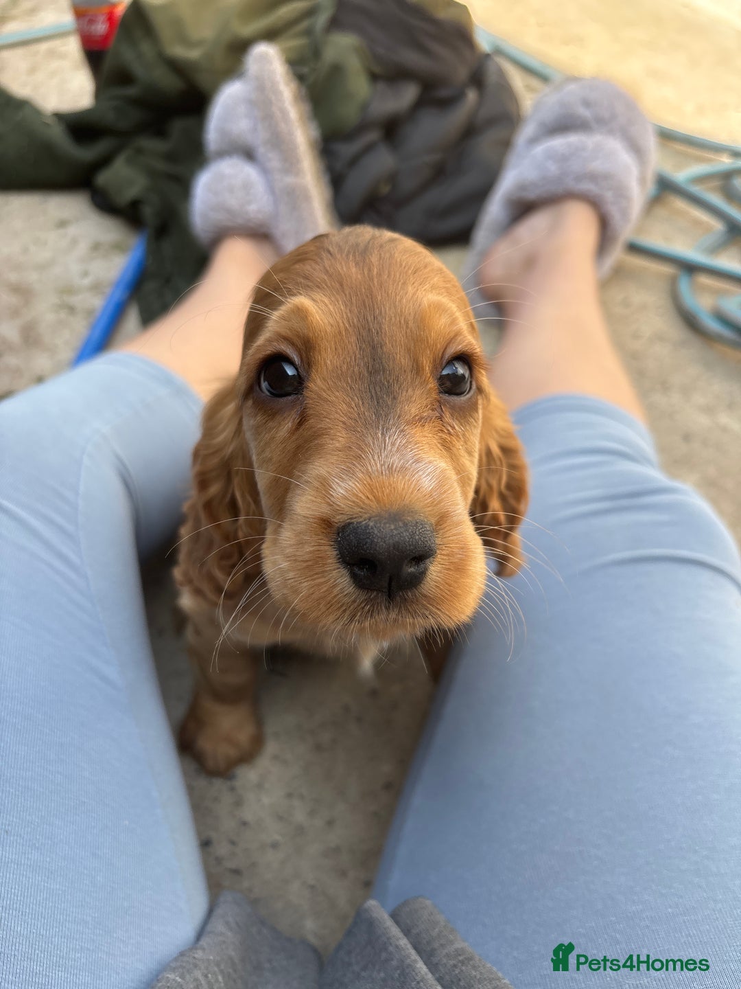 Cocker Spaniel dogs for sale: Beautiful show type cocker spaniel puppies - Image 25