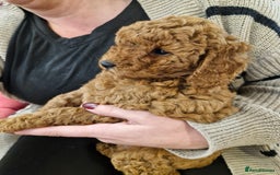 Miniature Poodle dogs for sale: Minature poodles for sale - Image 9