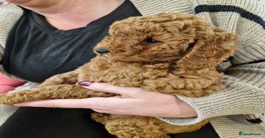 Miniature Poodle dogs - Advert 6