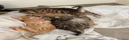 Mixed Breed cats for sale: Beautiful/cuddling kitten - PICK ME in London - Advert 9