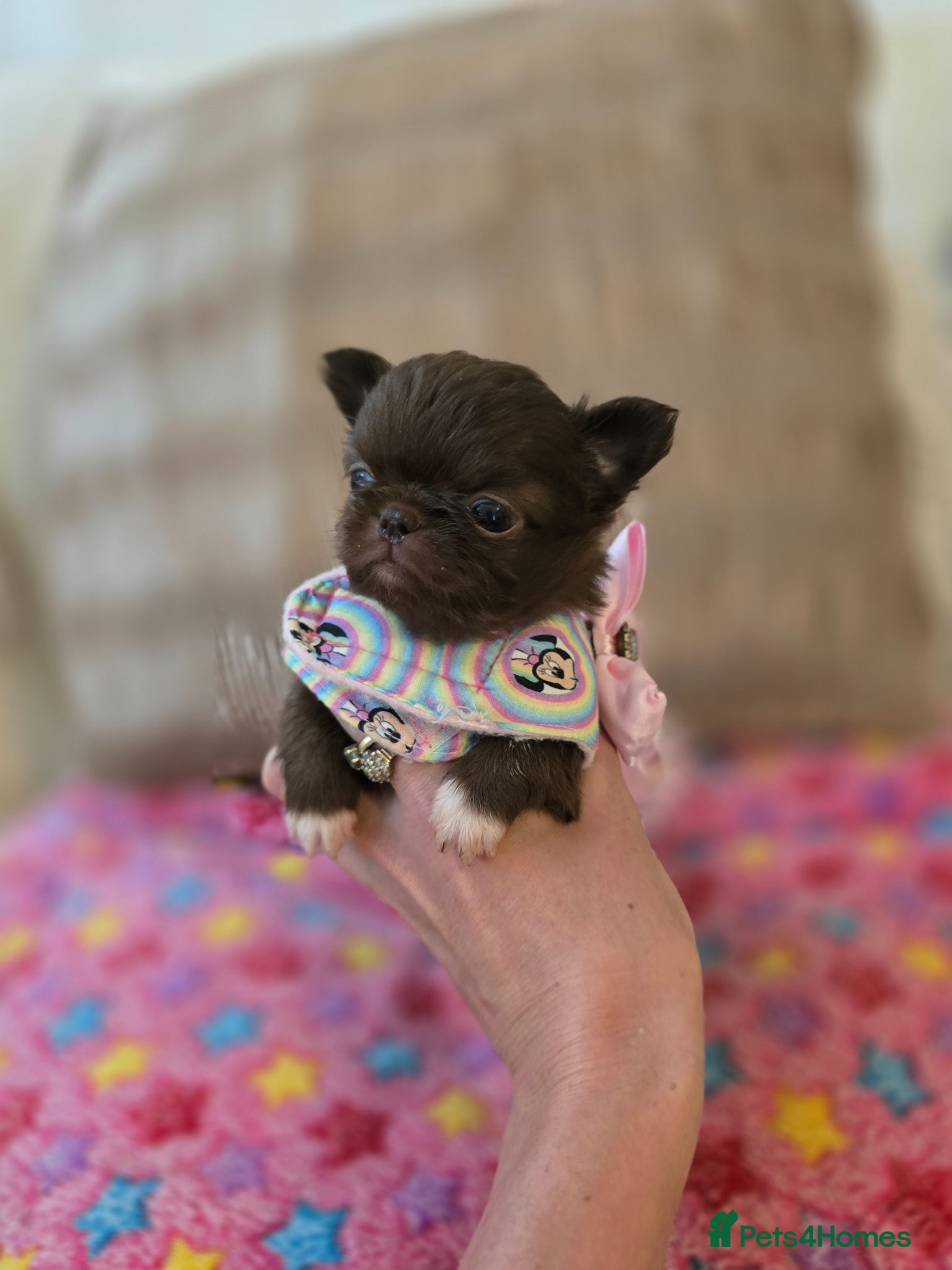 Chihuahua dogs for sale: Xx stunning kc chihuahua longcoat puppies Xx - Advert 13