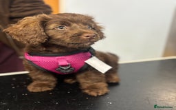 Cockapoo dogs for sale: Brownie cockapoo - Image 1