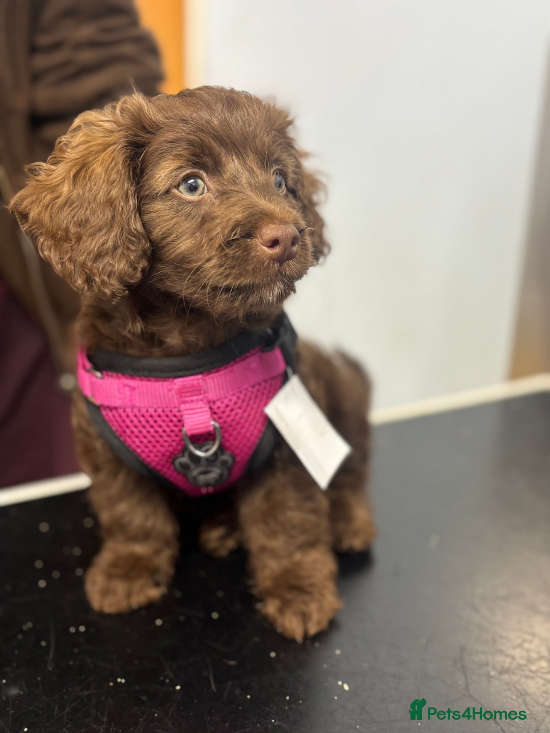 Cockapoo dogs for sale: Brownie cockapoo - Image 1