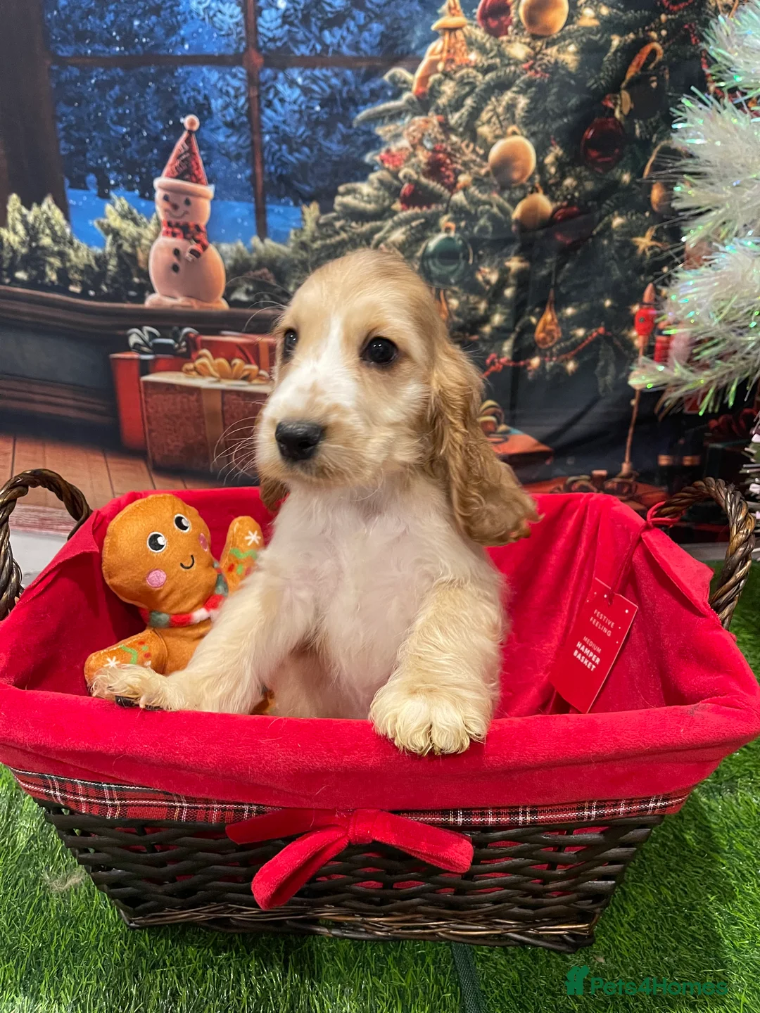 Cocker Spaniel dogs for sale: Quality litter of Show Type Cocker Spainels  - Advert 10