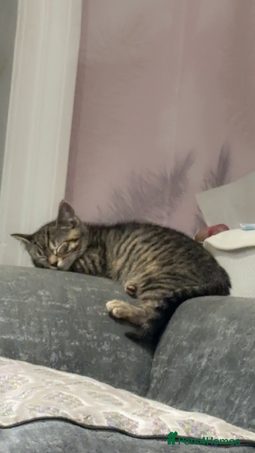 Mixed Breed cats for sale: The most loving bundles of fluff  - Image 1