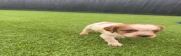 Brittany Spaniel dogs for sale: Working Brittany’s  - Advert 7
