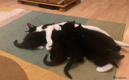 Mixed Breed cats for sale: ✨Playful Kittens Ready for Their Forever Homes! - Image 7
