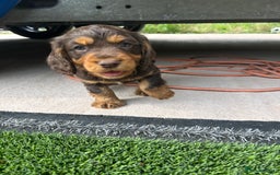 Cocker Spaniel dogs for sale: Miniature working Cocker spaniel puppies for sale - Image 17