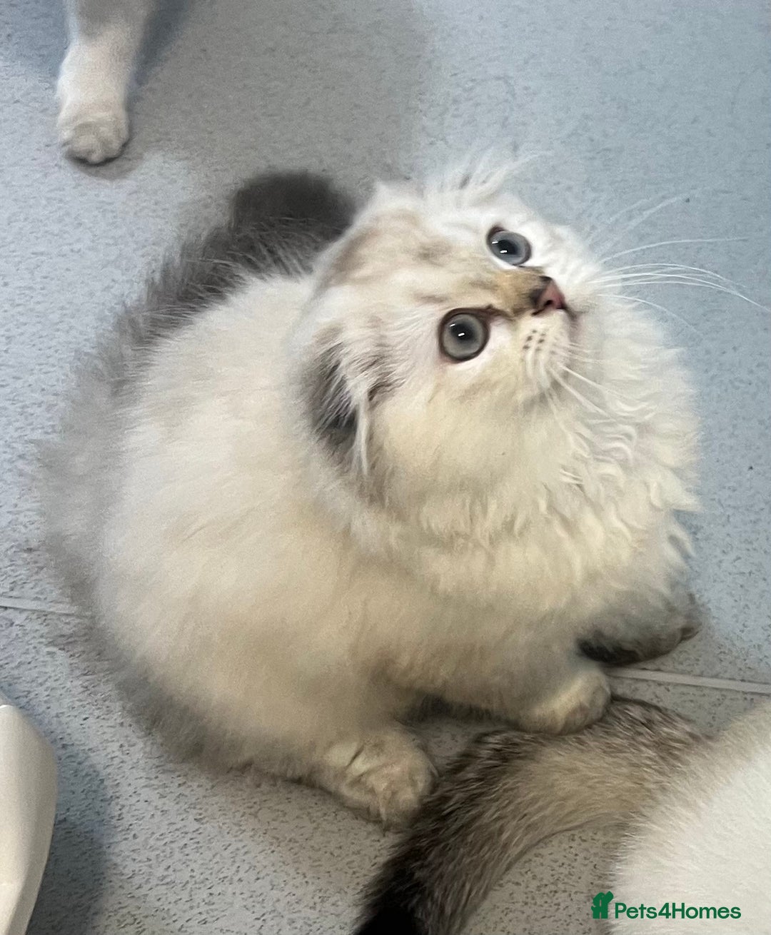 Scottish Fold cats for sale: Pedigree Scottish Fold & Straight last 2 kittens  - Image 6
