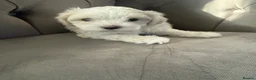 Maltese dogs for sale: Tiny Maltese Boy puppies 💙 - Advert 14