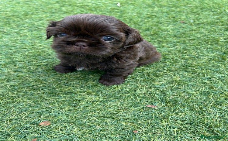 Shih Tzu dogs - Advert 3