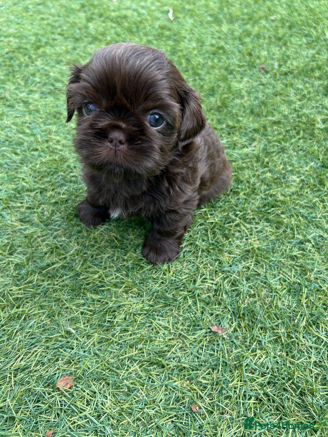 Shih Tzu dogs for sale: Stunning solid KC chocolate puppies  - Image 1