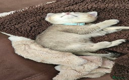 British Shorthair cats for sale: British Shorthair Chinchilla Brown/Grey  - Image 3