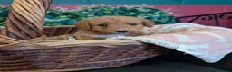 Australian Labradoodle dogs for sale: Stunning Red Australian Labradoodle puppies  - Advert 15
