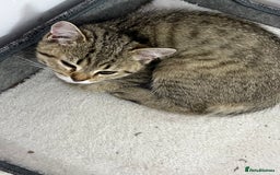 British Shorthair cats for sale: Kittens - Image 1