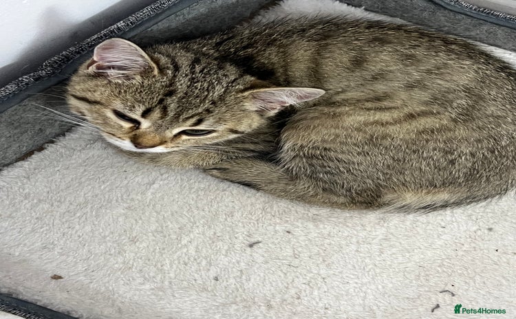 British Shorthair cats - Advert 6