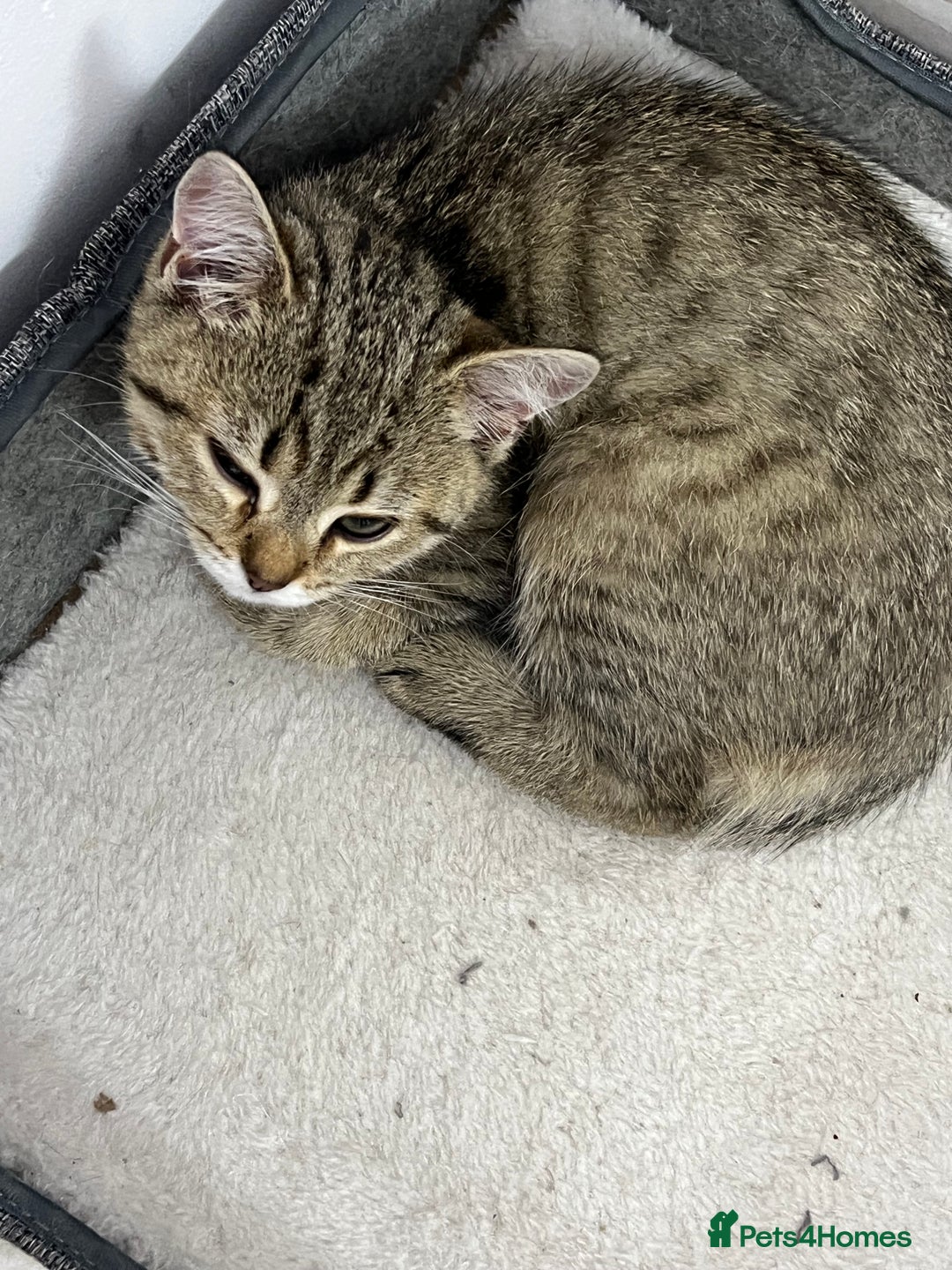 British Shorthair cats for sale: Kittens - Image 1