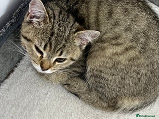 British Shorthair cats - Advert 27