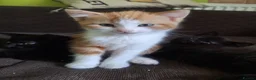 Mixed Breed cats for sale: Very nice kittens:3 boys and 3 girls - Advert 5