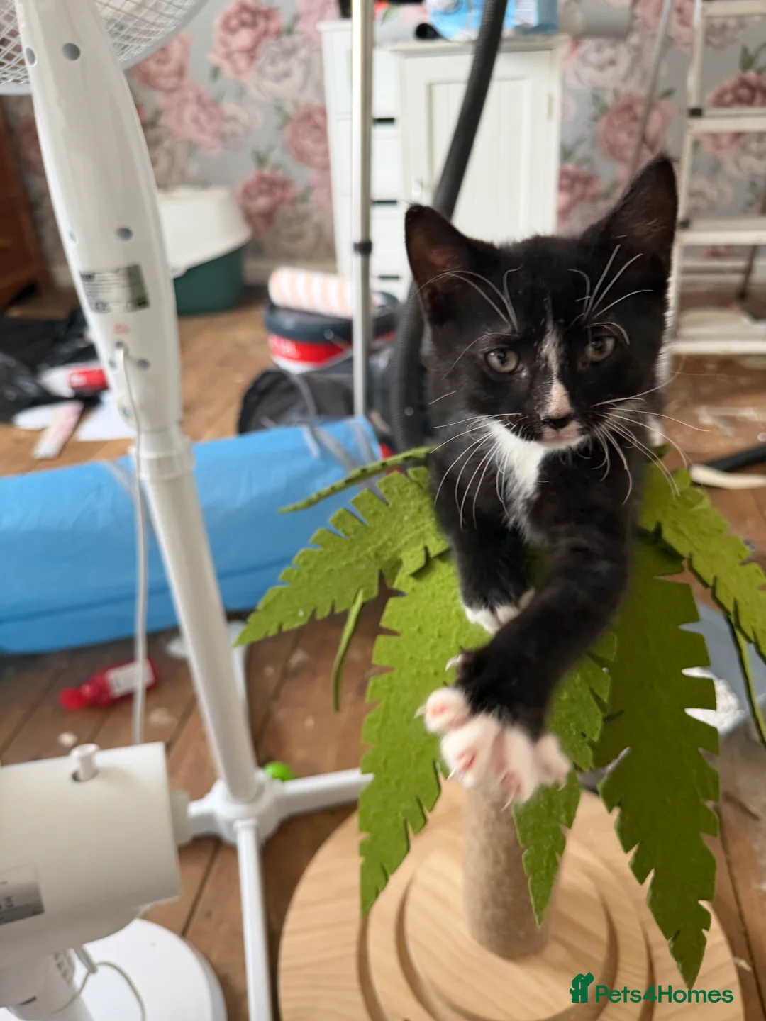 Mixed Breed cats for sale: 3 beautiful British shorthaired cross boys - Advert 2