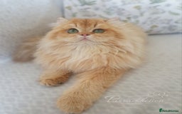 British Longhair cats for sale: Golden British Longhair older Kitten for sale  - Image 6