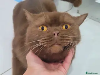 British Shorthair cats Cinnamon British Shorthair Active Registration - Advert 13