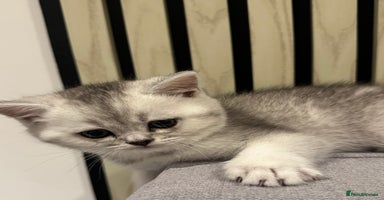 Scottish Fold cats - Advert 6