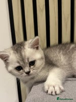 Scottish Fold cats - Advert 6