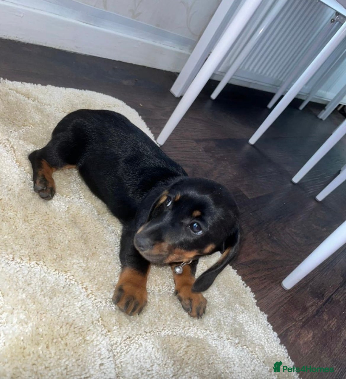 Miniature Dachshund dogs Miniature Dachshund Last Girl - Advert 7