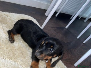 Miniature Dachshund dogs Miniature Dachshund Last Girl - Advert 4