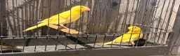 Canaries birds for sale: x3 hens canary’s fit and 2 harlequin males - Advert 5