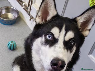 Siberian Husky dogs for sale: Lucky husky for sale - Advert 1