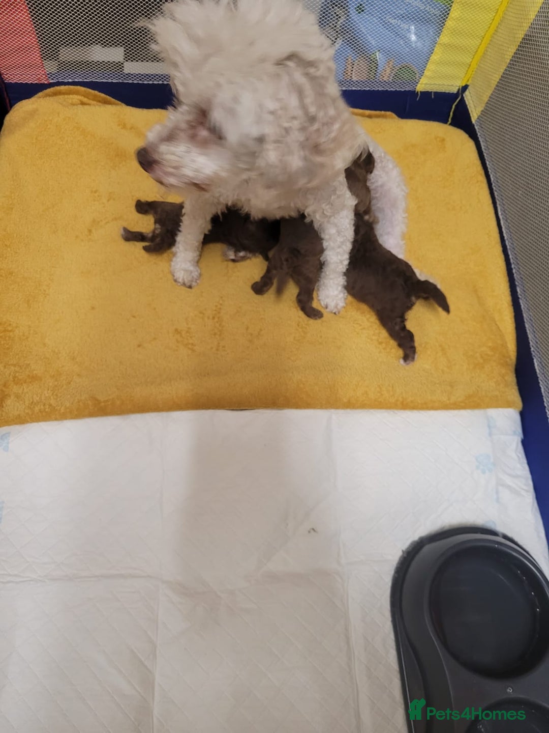 Toy Poodle dogs for sale: Asian toy poodle  - Image 2