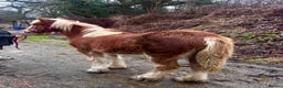 Irish Cob horses for sale: 8 Month Old Chestnut Filly - Advert 3